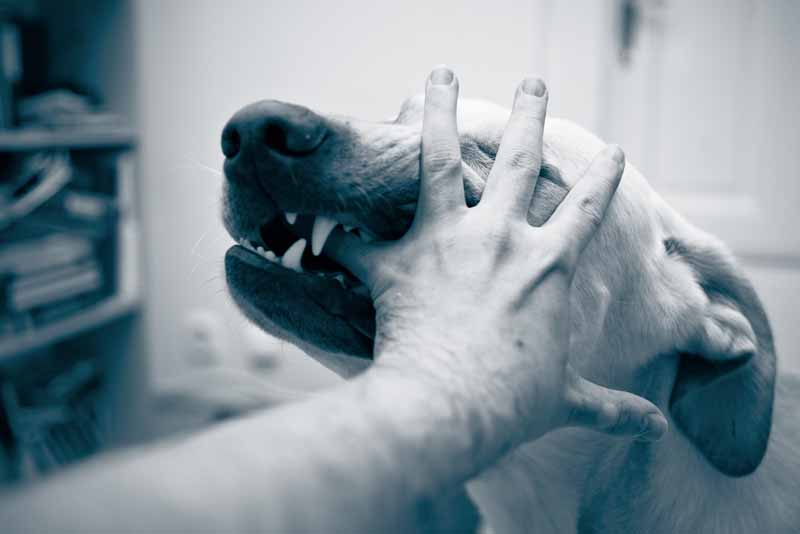 Dog Bite or Animal Attack Los Angeles Lawyer Dog Bite or Animal Attack Los Angeles Lawyer